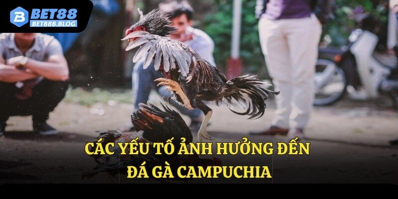 Các yếu tố ảnh hưởng đến đá gà Campuchia