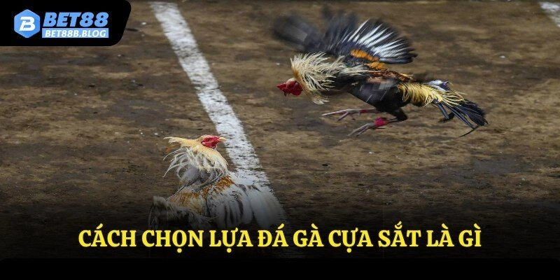 Cách chọn lựa đá gà cựa sắt là gì