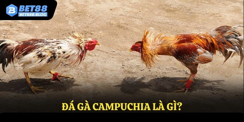 Đá gà Campuchia là gì?