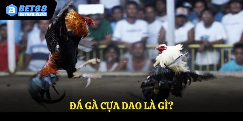 Đá gà cựa dao là gì?