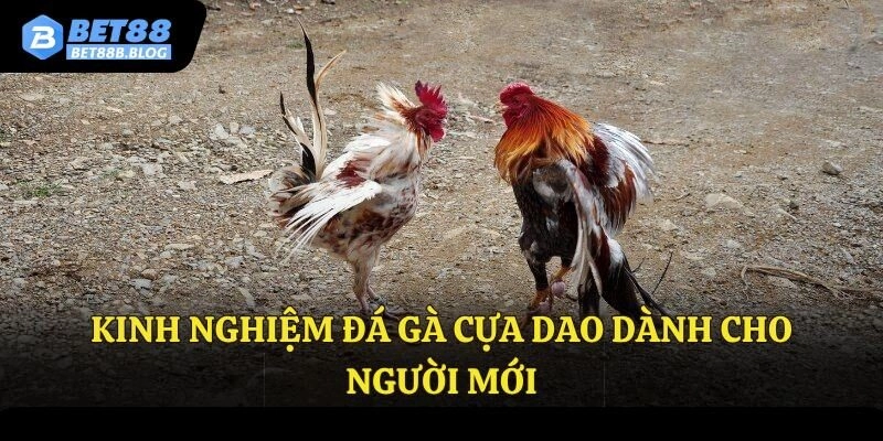 Kinh nghiệm đá gà cựa dao dành cho người mới