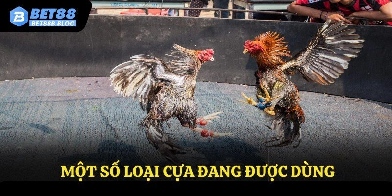 Một số loại cựa đang được dùng
