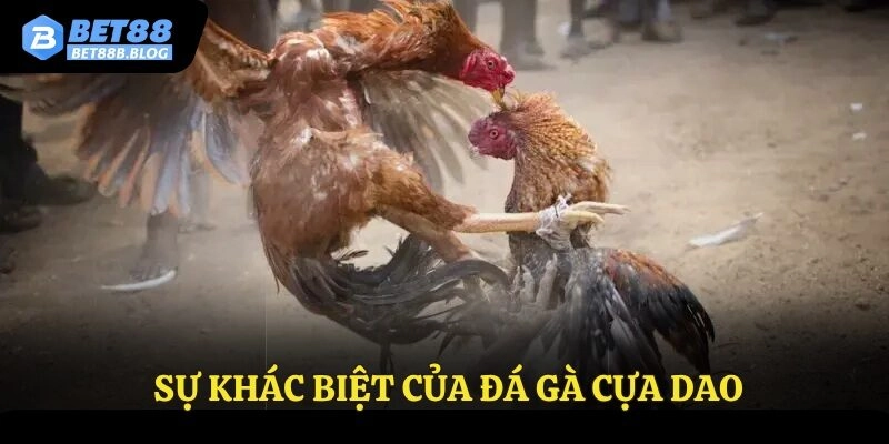 Sự khác biệt của đá gà cựa dao